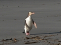 Yellow-eyed Penguin