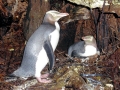 Yellow-eyed Penguin