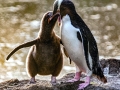 Yellow-eyed Penguin