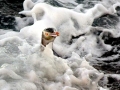 Yellow-eyed Penguin