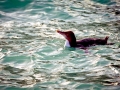 Yellow-eyed Penguin