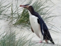 Yellow-eyed Penguin
