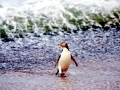 Yellow-eyed Penguin