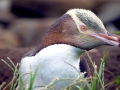 Yellow-eyed Penguin