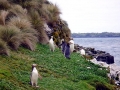 Yellow-eyed Penguin