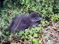 Yellow-eyed Penguin