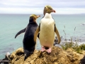Yellow-eyed Penguin