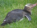 Yellow-eyed Penguin