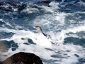 Yellow-eyed Penguin