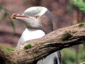 Yellow-eyed Penguin