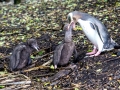 Yellow-eyed Penguin