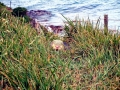 Yellow-eyed Penguin