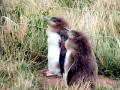 Yellow-eyed Penguin