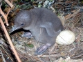 Yellow-eyed Penguin
