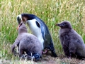 Yellow-eyed Penguin