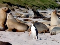 Yellow-eyed Penguin