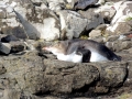 Yellow-eyed Penguin