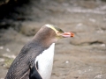 Yellow-eyed Penguin
