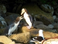 Yellow-eyed Penguin