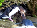 Yellow-eyed Penguin