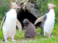 Yellow-eyed Penguin
