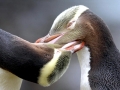 Yellow-eyed Penguin