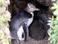 Yellow-eyed Penguin