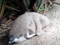Yellow-eyed Penguin
