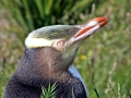 Yellow-eyed Penguin