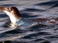 Yellow-eyed Penguin