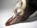 Yellow-eyed Penguin