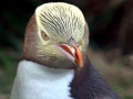 Yellow-eyed Penguin