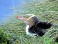 Yellow-eyed Penguin