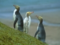 Yellow-eyed Penguin