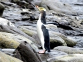 Yellow-eyed Penguin
