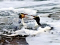 Yellow-eyed Penguin