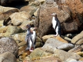 Yellow-eyed Penguin