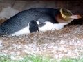 Yellow-eyed Penguin