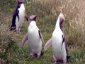Yellow-eyed Penguin