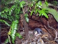 Yellow-eyed Penguin