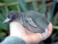 Yellow-eyed Penguin