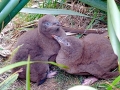 Yellow-eyed Penguin