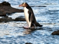 Yellow-eyed Penguin