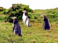 Yellow-eyed Penguin