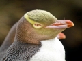 Yellow-eyed Penguin