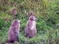 Yellow-eyed Penguin