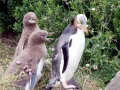 Yellow-eyed Penguin