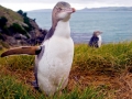 Yellow-eyed Penguin