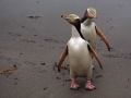 Yellow-eyed Penguin