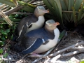 Yellow-eyed Penguin